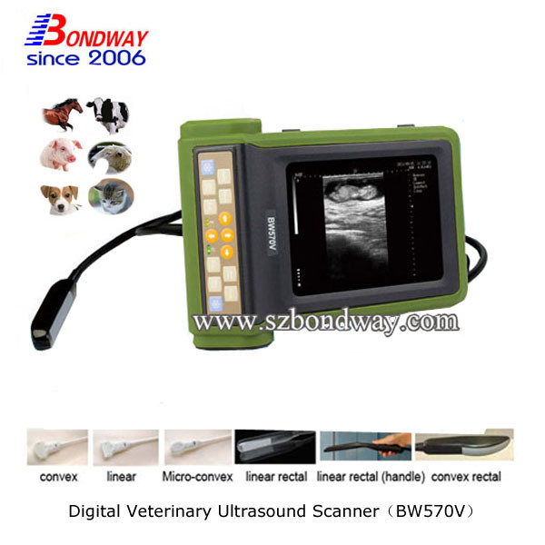 Veterinary Products Ultrasound Scanner Hospital Equipment